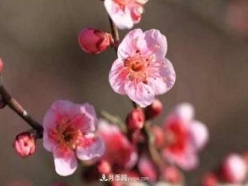 淮北市的市花是什么？月季花的花语寓意