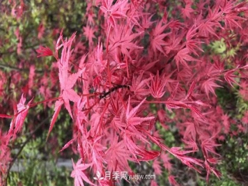 鸡爪槭和红枫的区别，叶片、枝干、花果期