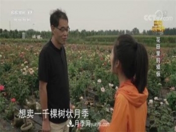 央视《田间示范秀》播出南阳月季种植故事《花田里的烦恼》