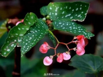 网红花卉之鳟鱼秋海棠，叶奇花美，如何进行日常养护