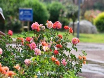 200多种月季花，花卉新品种丰富寿光城市园林色彩