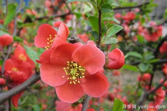 海棠花Zui具特色的6个品种(图4)
